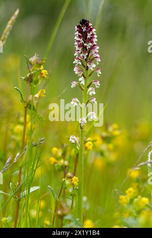 Verbrannte Orchidee, Neotinea ustulata, verbrannte Orchidee Stockfoto