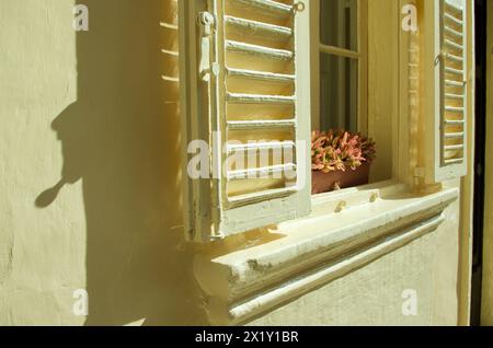 Blassgelbe Jalousie-Fensterläden mit ihrem Schatten an der Wand und einem Fensterkasten aus Terrakotta mit saftigen Pflanzen. Stockfoto