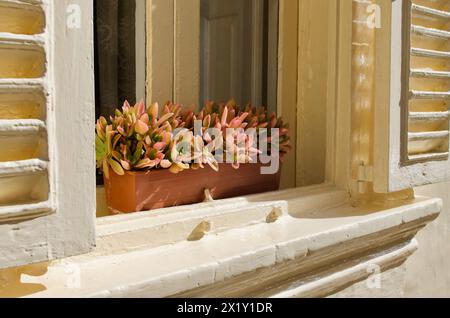 Nahaufnahme eines Fensters mit Jalousie-Fensterläden und eines Fensterkastens aus Terrakotta mit saftigen Pflanzen. Stockfoto