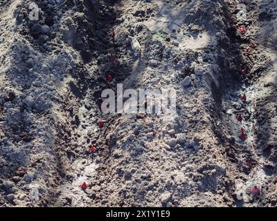Horizontale Nahaufnahme von zwei Rows mit frisch gepflanzten Zwiebeln aus roten Zwiebeln im feuchten Kulturboden, bereit zum Bedecken. Stockfoto