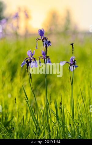 Sibirische Iris Iris pumila, Wiese iris Stockfoto