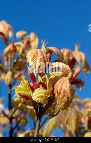 Nahaufnahme neu entstandener Blätter von Acer pseudoplatanus 'Brilliantissimum' in einem Garten im Frühjahr vor blauem Himmel Stockfoto