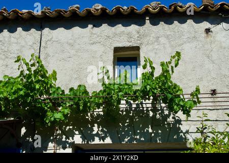 Steingebäude mit einem kleinen Fenster hinter wachsenden Weinpflanzen mit Traubensträuchern im Sommer in Frankreich. Stockfoto