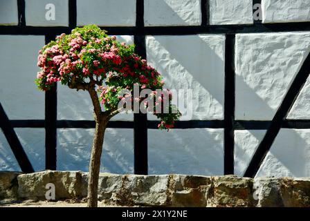 Blühender kleiner Krabbenbaum vor einer weißen Fachwerkwand im Süden Schwedens im Sommer. Stockfoto