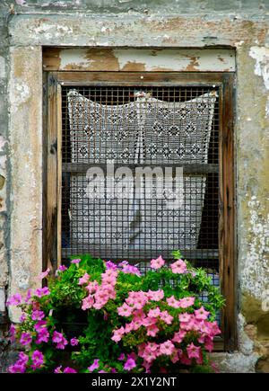 Alte Steinmauer mit einem braunen Holzfenster mit Spitzenvorhängen und einem Blumenkasten mit blühenden Petunia-Pflanzen im Sommer in Italien. Stockfoto