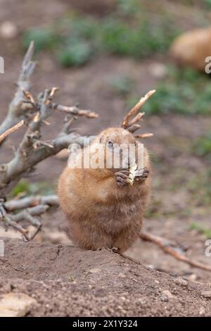 Porträt eines Murmelschweins (Marmota monax), der ein Stück Futter isst Stockfoto