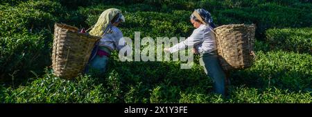 Teesammler arbeiten mitten auf einem Teefeld. Das Kommissionieren erfordert ein großes Können. Deshalb finden Sie wahrscheinlich fast ausschließlich Frauen in der Teegarde Stockfoto