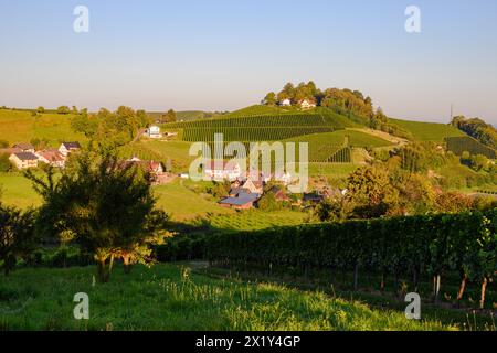 Weinberge in Rechntal, Oberkirch, Renchtal, Baden-Württemberg, Deutschland Stockfoto