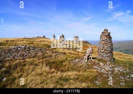 Tamaskan Wolfdog von Stone Men oder Cairns auf dem NAB of Wild Boar Fell im Yorkshire Dales National Park, Großbritannien Stockfoto