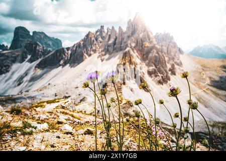 Beschreibung: Beeindruckender Blick auf Monte Paterno mit Blumen im Vordergrund am Nachmittag. Tre Cime, Dolomiten, Südtirol, Italien, Europa. Stockfoto