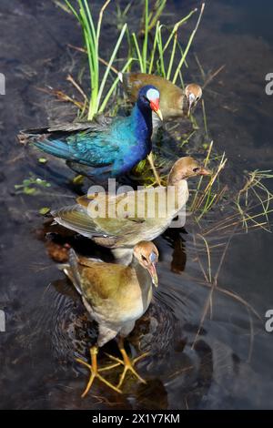 Eine Nahaufnahme einer violetten Gallinule (Porphyrio Martinica) mit drei Jungvögeln, die in den Everglades, Florida, durch Wasser waten Stockfoto