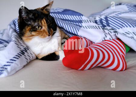 Mädchen, das mit ihrer Katze unter einer Decke im Bett schläft, rot gestreifte Socken, das Konzept der Pflege, gesunder, gesunder Schlaf, Alltag mit ihrem geliebten Haustier Stockfoto