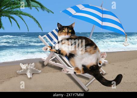 Schöne fette Katze liegt in einer Sonnenliege unter einem Sonnenschirm und einer Palme am Meer, weiße Seesterne, Konzept der Sommerzeit, Urlaubszeit, Trav Stockfoto