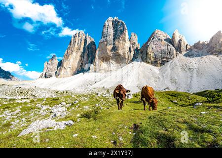 Beschreibung: Brwon-Kühe grasen auf alpiner Wiese mit malerischem Blick auf Tre Cime am Abend. Tre Cime, Dolomiten, Südtirol, Italien, Europa. Stockfoto
