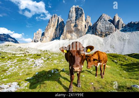 Beschreibung: Brwon-Kühe grasen auf alpiner Wiese mit malerischem Blick auf Tre Cime am Abend. Tre Cime, Dolomiten, Südtirol, Italien, Europa. Stockfoto