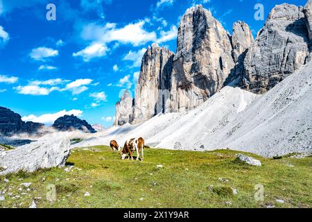 Beschreibung: Kühe weiden auf einer Almwiese mit malerischem Blick auf die Tre Cime am Abend. Tre Cime, Dolomiten, Südtirol, Italien, Europa. Stockfoto