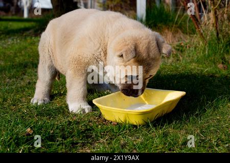 Ein kleiner Labrador-Hündchen isst von einem Teller auf einem grünen Rasen im Sommer im Hinterhof eines Hauses. Der Welpe ist 1 Monat alt. Stockfoto