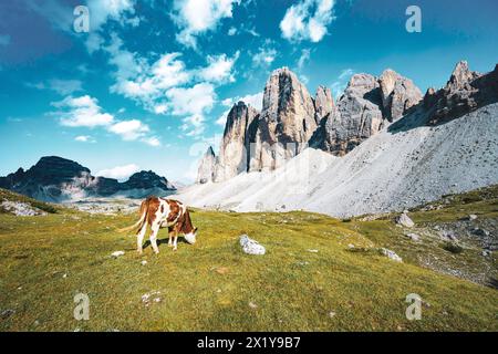 Beschreibung: Kühe weiden auf einer Almwiese mit malerischem Blick auf die Tre Cime am Abend. Tre Cime, Dolomiten, Südtirol, Italien, Europa. Stockfoto