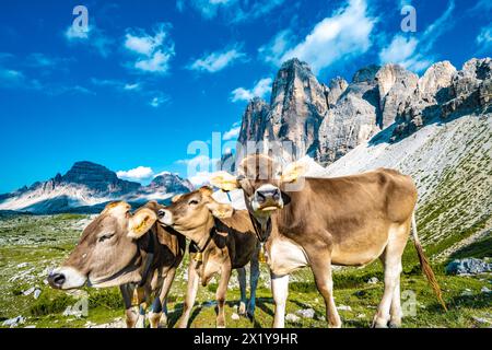 Beschreibung: Drei Kühe, die sich auf der Alpenwiese mit malerischem Blick auf die Tre Cime am Abend treffen. Tre Cime, Dolomiten, Südtirol, Italien, Europa. Stockfoto