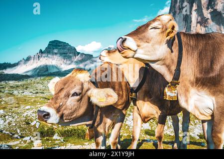 Beschreibung: Drei Kühe, die sich auf der Alpenwiese mit malerischem Blick auf die Tre Cime am Abend treffen. Tre Cime, Dolomiten, Südtirol, Italien, Europa. Stockfoto