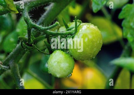 Grüne Gelbe Rote Rebe Ungereifte Tomaten Stockfoto