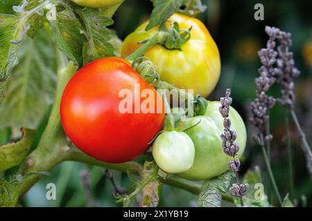 Weinrebe Grün Gelb Rot Ungereifte Tomaten im Garten Stockfoto