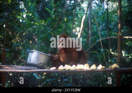 Bornean Orangutan, Pongo pygmaeus, Essen aus Stahlschale, kritisch gefährdet, endemisch auf Borneo Island, Camp Leakey, Tanjung Puting Nationalpark, Stockfoto
