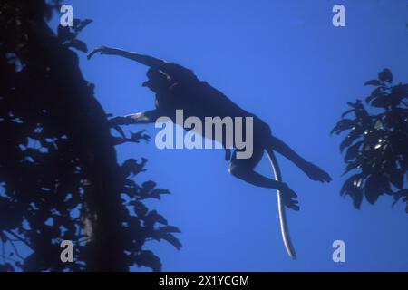 Proboscis Affe, Nasalis larvatus, Springen, gefährdet, endemisch auf Borneo Island, Tanjung Puting Nationalpark, West Kotawaringin Regency, Kalimantan Stockfoto