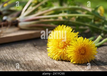 Löwenzahn blüht auf einem Holztisch draußen mit ganzen Pflanzen mit Wurzeln im Hintergrund Stockfoto