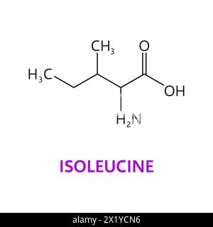 Chemische Moleküle der Aminosäure Isoleucin, essentielle Kettenstruktur. Isolierter Vektor Isoleucin Formel c6h13no2 mit verzweigter Kettenstruktur, die für die Proteinsynthese und den Muskelstoffwechsel entscheidend ist Stock Vektor