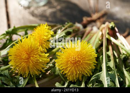 Ganze Löwenzahnpflanzen mit Blüten und Wurzeln auf einem Tisch im Frühling bei Sonnenlicht Stockfoto