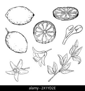 Vektor Set saftige Zitronen mit Blättern auf den Zweigen mit Blumen. Grafische botanische Illustration Zitrusfrucht im Linienstil, Skizze, Tafel Stock Vektor