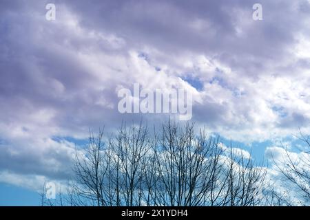 Blauer Frühlingshimmel, weiße Wolken fliegen, Vögel, dünne Äste eines Baumes schwanken im Wind, eine dunkle Regenwolke kommt, Konzept eines Frühlingstages, Regen, Sieg Stockfoto