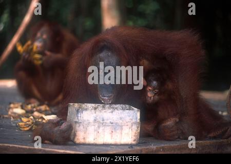 Bornean Orangutan, Pongo pygmaeus, mit jugendlichem Trinken aus der Schale, kritisch gefährdet, endemisch auf Borneo Island, Camp Leakey, Tanjung Puting Nati Stockfoto