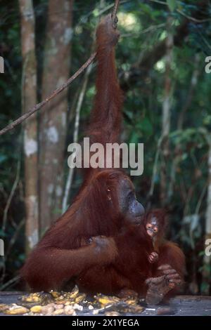 Bornean Orangutan, Pongo pygmaeus, mit jugendlichem Essen, kritisch gefährdet, endemisch auf Borneo Island, Camp Leakey, Tanjung Puting Nationalpark, W Stockfoto