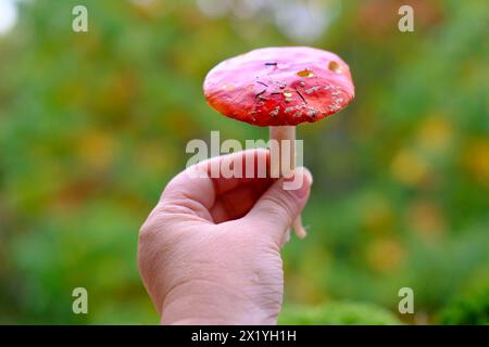 Frau hält rote Amanita in der Hand, Konzept der Outdoor-Erholung, giftige Pilze, gutes Wetter, gemütliche Herbststimmung Stockfoto