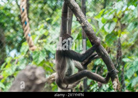 Ein Spinnenaffen hängt beiläufig an einem Zweig und zeigt seine bewegliche Natur in einem Zoo-Lebensraum Stockfoto