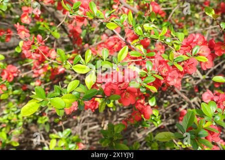 Nahaufnahme von rot blühenden Zweigen des Zierstrauchs Chaenomeles japonica, Bienen sammeln Nektar, Konzept der Gartenarbeit, saisonale Gartenarbeit, Studium und Stockfoto