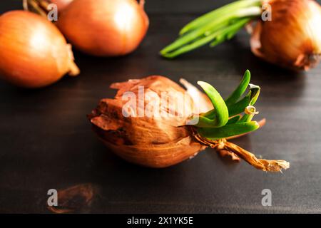 Gekeimte gelbe Zwiebel auf einem Holztisch: Gelbe Zwiebelblätter mit mehr Zwiebeln im Hintergrund auf einer dunklen Holzplatte Stockfoto