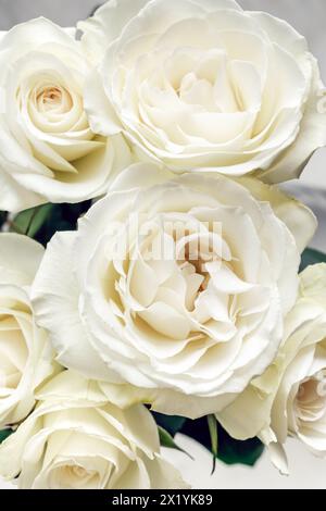 Nahansicht von sechs cremefarbenen Rosen: Kleiner Blumenstrauß aus einem halben Dutzend cremefarbenen Rosen, die geblüht haben und geöffnet sind Stockfoto