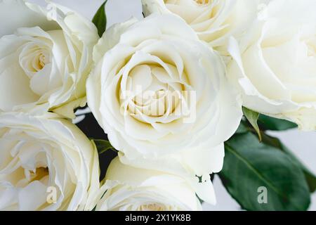 Nahansicht von sechs cremefarbenen Rosen: Kleiner Blumenstrauß aus einem halben Dutzend cremefarbenen Rosen, die geblüht haben und geöffnet sind Stockfoto