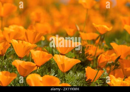 Im Frühling blühen kalifornische Mohnblumen. Stockfoto