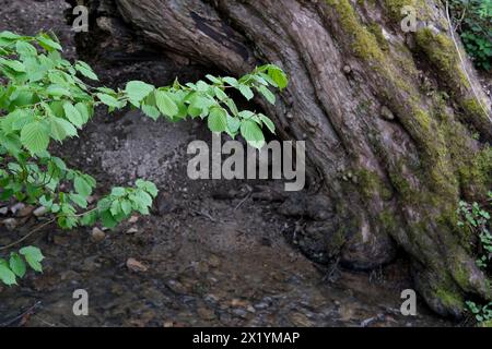 Wunderschöner grüner Hainbuchenzweig, dicker Stamm eines alten Baumes, ein Wasserstrom fließt entlang eines schmalen Bachbettes, Flüssigkeit kocht zwischen Steinen, natürlicher Beton Stockfoto