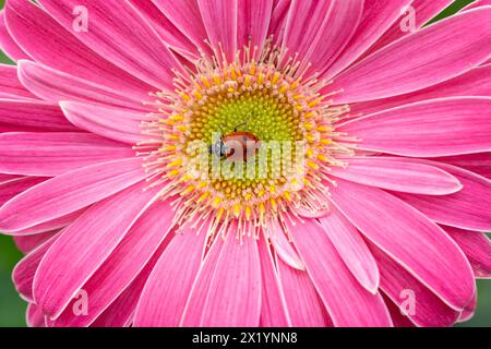 Nahaufnahme eines Marienkäfers, der im Frühling auf farbenfrohen rosa Gänseblümchen krabbelt. Stockfoto