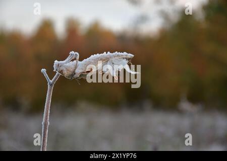 Getrocknete gemeine Melkweed, die an einem sonnigen Morgen zugefroren wurde Stockfoto