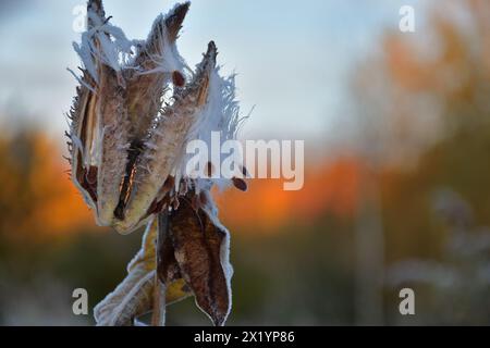 Getrocknete gemeine Melkweed, die an einem sonnigen Morgen zugefroren wurde Stockfoto