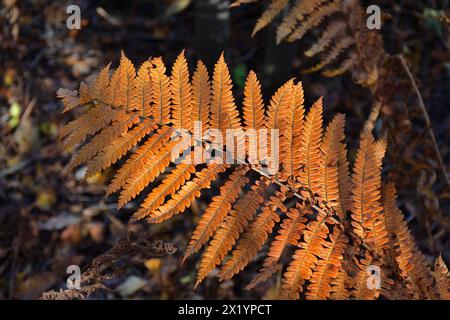 Pendler-Farn mit orangefarbenen bis braunen Blättern. Athyrium filix-femina in der Herbstsaison. Stockfoto