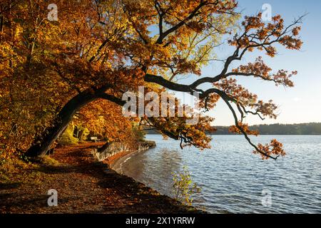 Herbstmorgen am Starnberger See Stockfoto