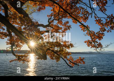 Herbstmorgen am Starnberger See Stockfoto