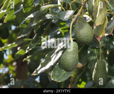 Avocados hängen an einem Baum, der in warmes Sonnenlicht getaucht ist und bereit für die Ernte ist Stockfoto